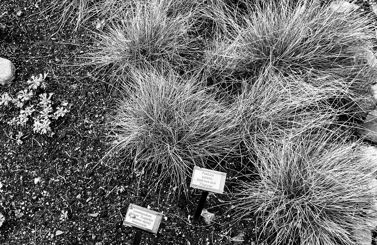 Smaragdově tónované texturované pozadí s jemnými obrysy rostlin